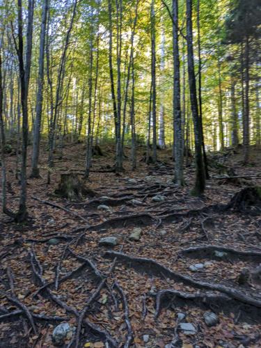 PXL 20231028 090206970.MP 